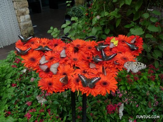 Beautiful Butterfly Wallpapers