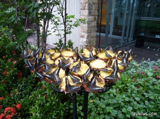 Beautiful Butterfly Wallpapers