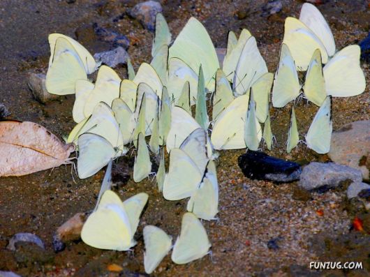 Beautiful Butterfly Wallpapers