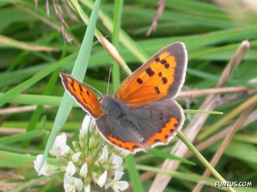 Beautiful Butterfly Wallpapers