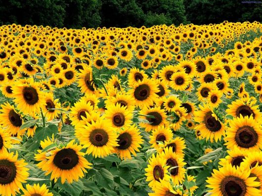 Beautiful Sunflowers Wallpapers