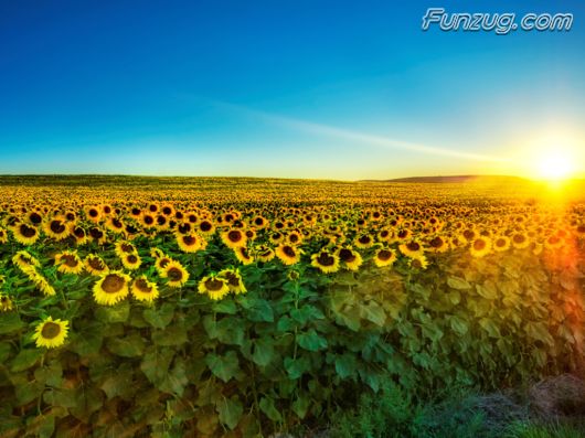 Beautiful Sunflowers Wallpapers