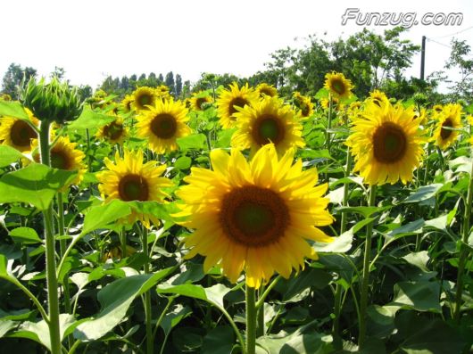 Beautiful Sunflowers Wallpapers