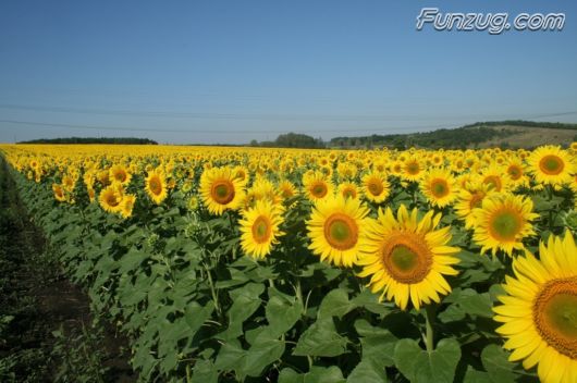 Beautiful Sunflowers Wallpapers