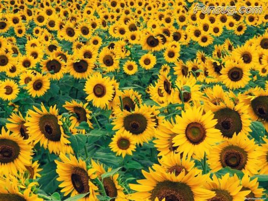 Beautiful Sunflowers Wallpapers