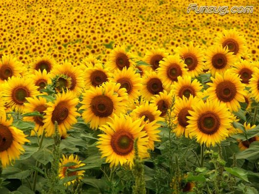 Beautiful Sunflowers Wallpapers