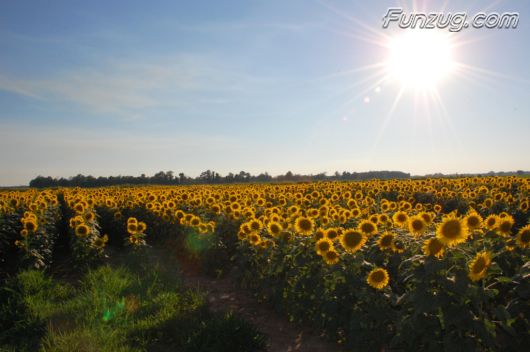 Beautiful Sunflowers Wallpapers
