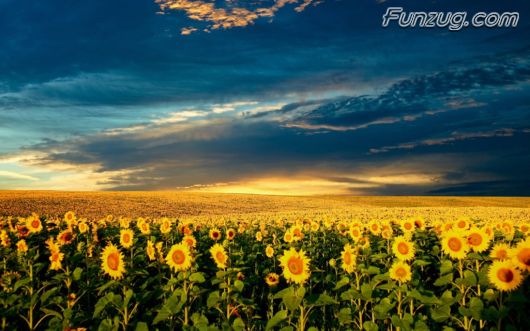 Beautiful Sunflowers Wallpapers