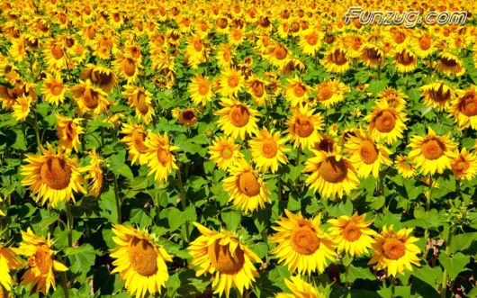 Beautiful Sunflowers Wallpapers