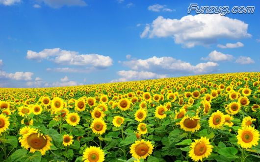 Beautiful Sunflowers Wallpapers
