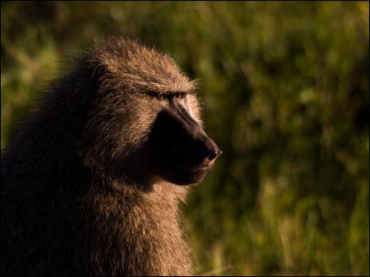 These Animals, Much Like You And I, Have A Job To Do