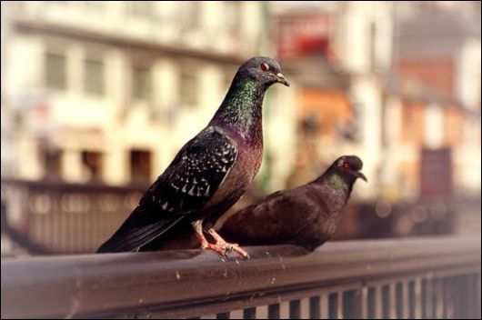 These Animals, Much Like You And I, Have A Job To Do