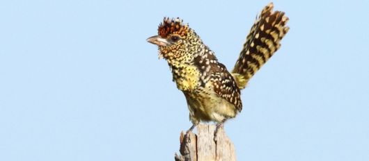 Exotic Birds Around The World