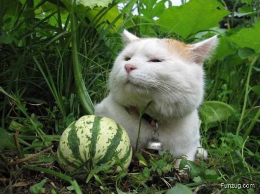 Laziest Cat in the World