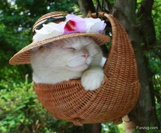 Laziest Cat in the World