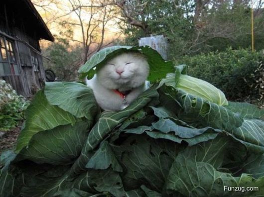 Laziest Cat in the World