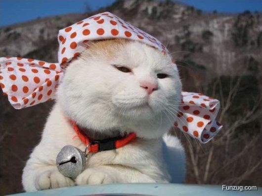 Laziest Cat in the World