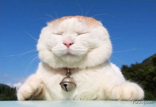 Laziest Cat in the World