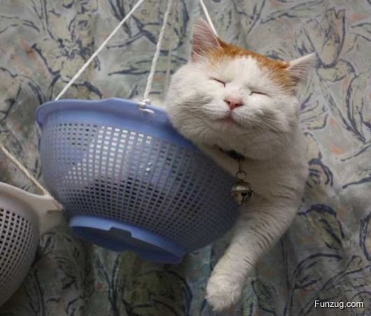 Laziest Cat in the World