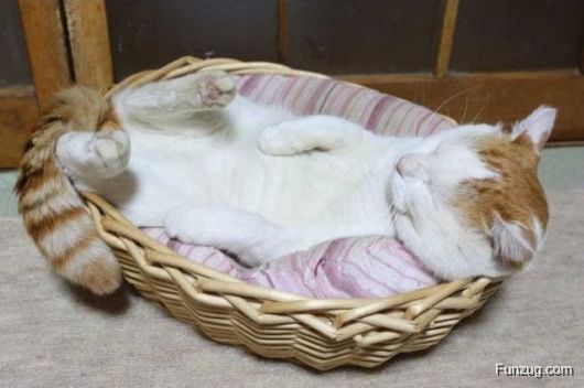 Laziest Cat in the World