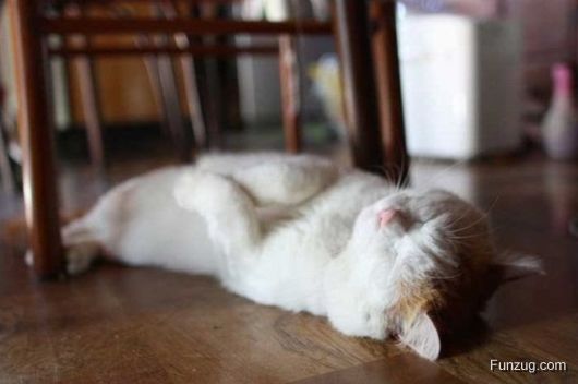 Laziest Cat in the World