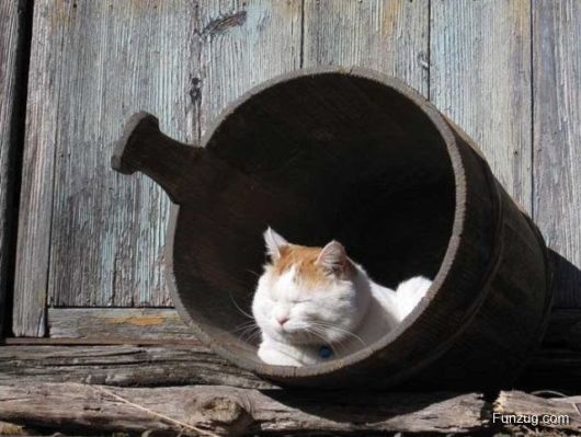 Laziest Cat in the World