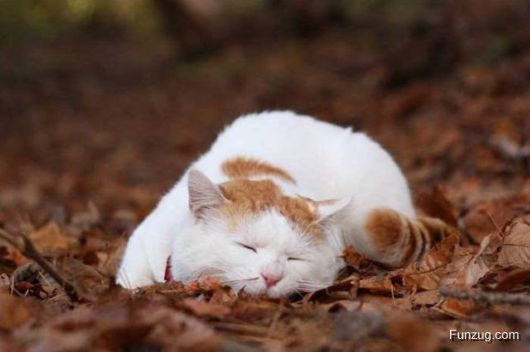 Laziest Cat in the World