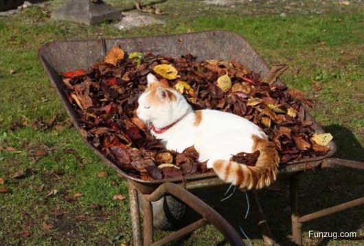 Laziest Cat in the World