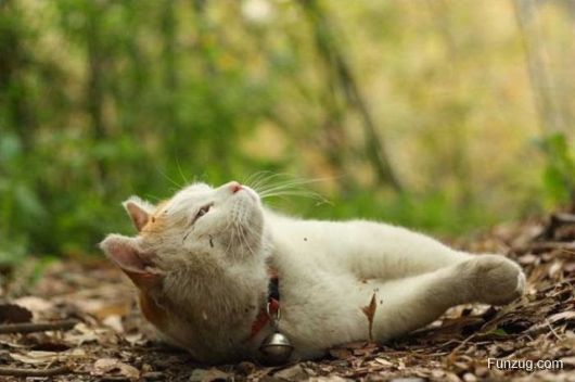 Laziest Cat in the World