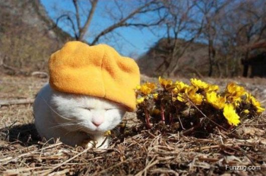 Laziest Cat in the World