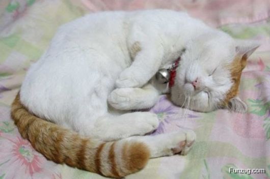 Laziest Cat in the World