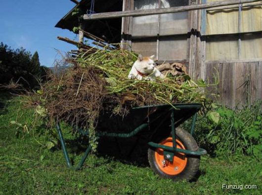 Laziest Cat in the World