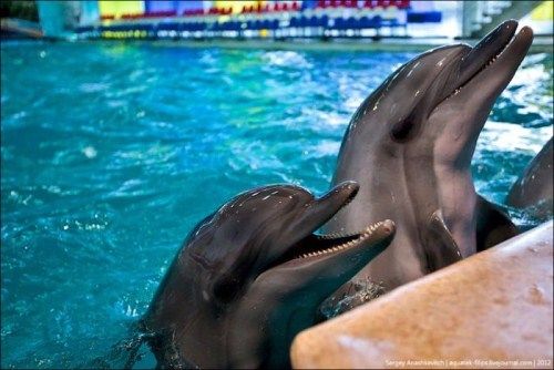 Cute Smily Dolphins In The Pool