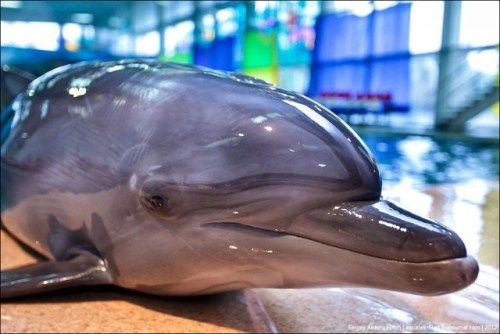 Cute Smily Dolphins In The Pool