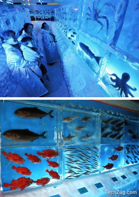 Top 10 Coolest Aquariums